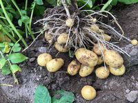 Erste Ernte der Steigerwald Kartoffeln